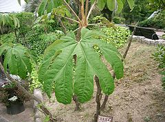 Description de l'image Tetrapanax papyrifer2.jpg.