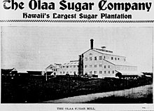 The Olaa Sugar Company, on the Big Island of Hawaii, was Hawaii's Largest Sugar Plantation (c. 1902) The Olaa Sugar Company, Hawaii's Largest Sugar Plantation (c. 1902).jpg