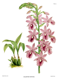 plate 31 Calanthe × veitchii