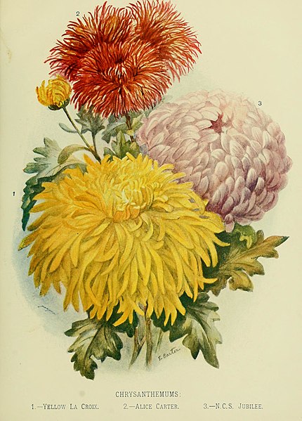File:The century supplement to the dictionary of gardening, a practical and scientific encyclopaedia of horticulture for gardeners and botanists (1901) (14591301980).jpg