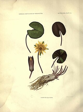 <i>Nymphaea sulphurea</i> Species of water lily