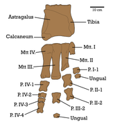 Therizinosaurus foot diagram