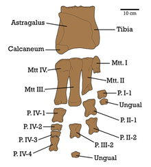 Labelled diagram of the referred pes specimen MPC-D 100/45 Therizinosaurus IGM 100 45 diagram.png