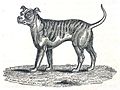 Fila brasileiro - Wikipedia