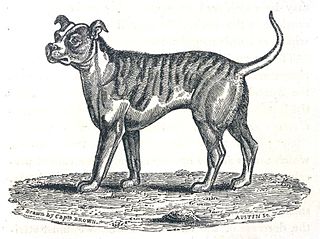 Bulldog francés - Wikipedia, la enciclopedia libre