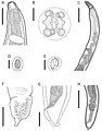 Thubunaea leonregagnonae (10.3897-zookeys.716.13724) Figure 1.jpg