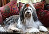 TibetanTerrier-Dali-3.jpg