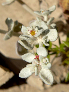 <i>Tidestromia suffruticosa</i> Species of shrub