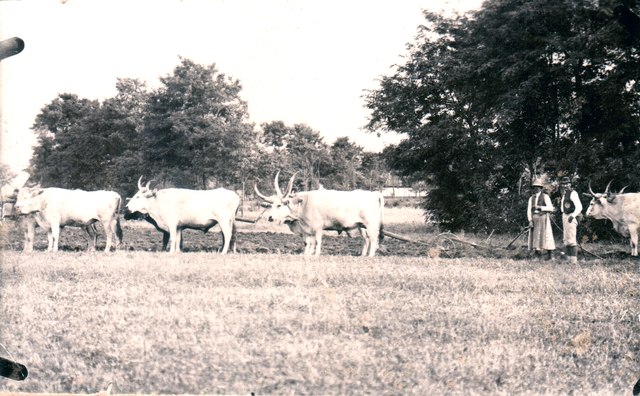 Tilling with Hungarian Grey cattle