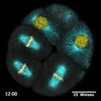 File:Time-lapse video of 16-cell purple urchin embryo, CIL15792.ogv