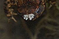 Toad underwater with Larvae of lucillia bufonivora, the nostrils of the toad have already been destroyed by the larvae. Toad underwater with Larvae of lucillia bufonivora.jpg