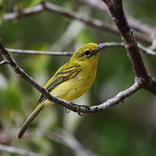 <span class="mw-page-title-main">Ochre-lored flatbill</span> Species of bird