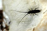 Миниатюра для Entomobryomorpha