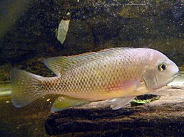 Tomocichla sieboldi