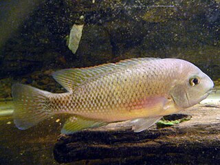 <i>Talamancaheros</i> Genus of fishes