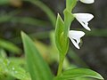 Habenaria heyneana