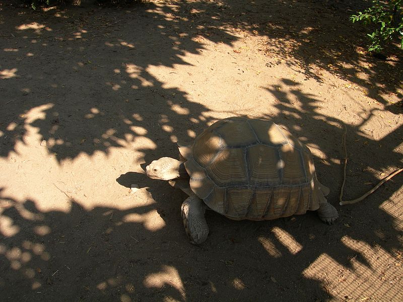 File:Tortue sillonnée (Centrochelys sulcata).jpg