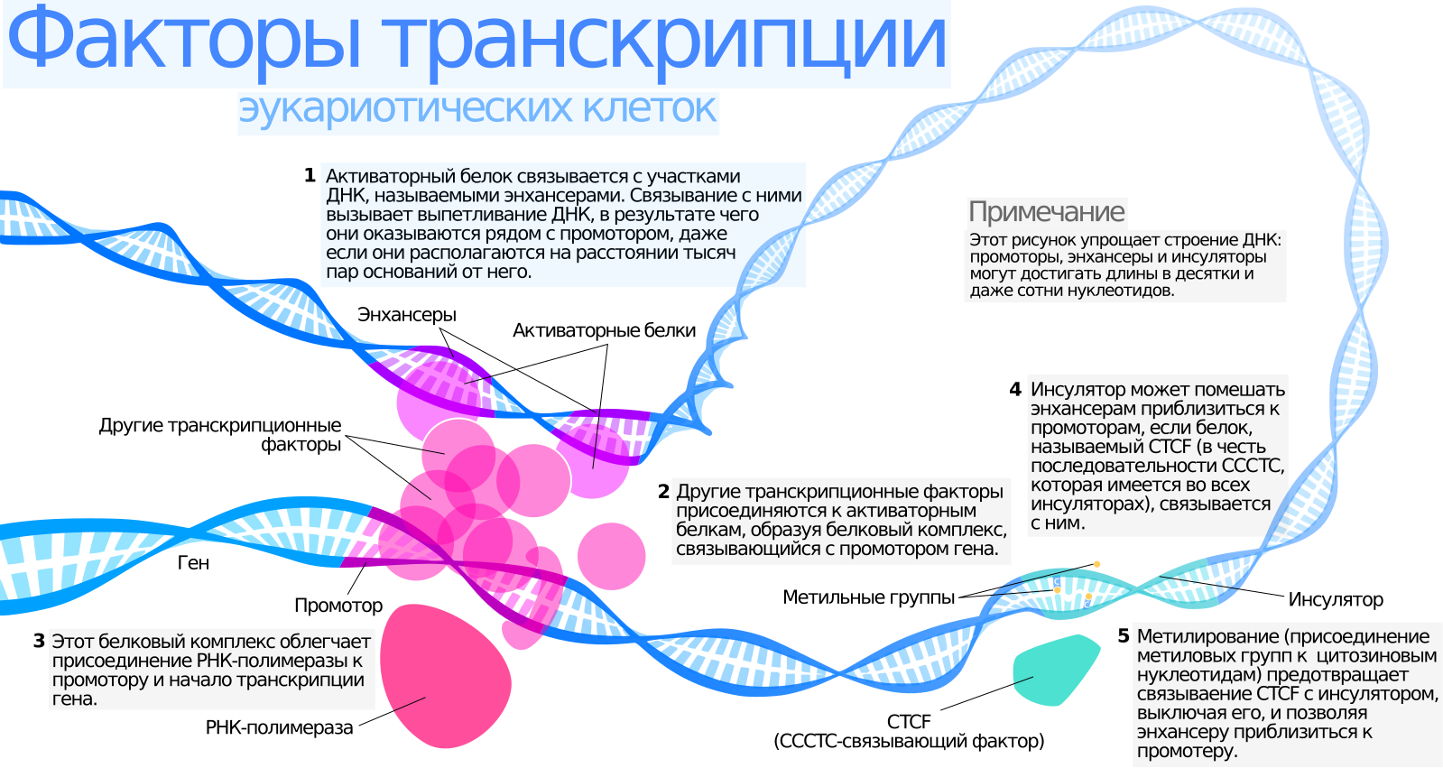 Транскрипция днк эукариот. Факторы транскрипции. Transcription Factors. Транскрипционный фактор на ДНК. РНК-полимераза II.