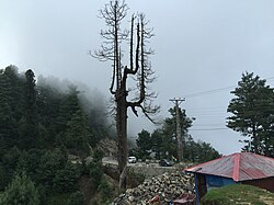 Pohon, Murree Jalan dekat Changla Gali, Abbottabad District.jpg