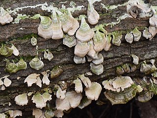 <i>Trichaptum biforme</i> species of fungus