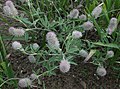 Rabbit's Foot Clover, Trifolium arvense