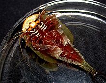 Triops longicaudatus - Wikipedia