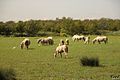 Troupeau de chevaux - Palunette - Marais du Vigueirat.jpg