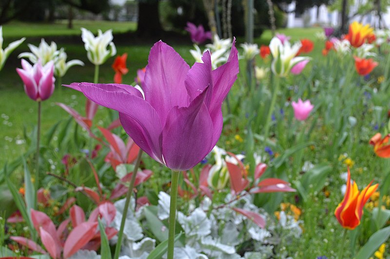 File:Tulipes en fleur au Jardin Massey de Tarbes 10.jpg