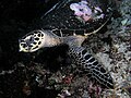 Morska kornjača u vodama Komoda