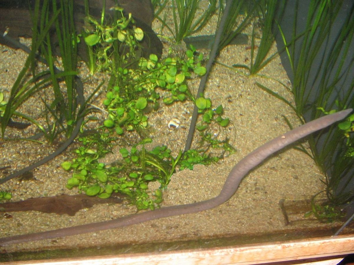 rubber eels