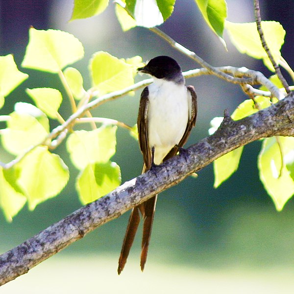 File:Tyrannus savanna-Fork-tailed Flycatcher.JPG