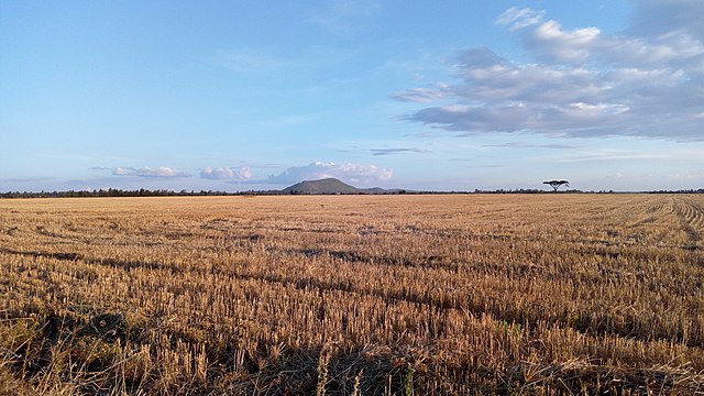 Large wheat plantation near Eldoret. Sergoit hill seen in the background