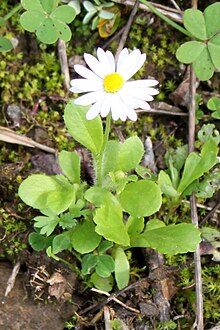 Showing leaf on stem and teeth Umellal - bellis annua.jpg