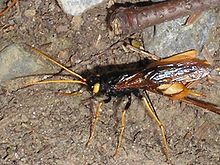 Giant horntail (Urocerus gigas) Urocerus gigas.jpg