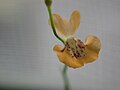 Utricularia fulva flower