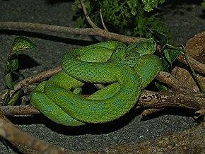 Descrierea imaginii Víbora de pestañas del Merendón, Merendon palm-pitviper (Bothriechis thalassinus), Serpentario en Zoológico El Picacho.jpg.