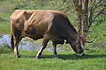Színes fotó egy barnásbarna tehénről, hosszú, felemelt szarvai között szőrös csomókkal.