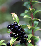 加州越橘（英语：Vaccinium ovatum） Huckleberry