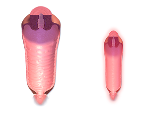 Saluran vagina yang Normal vs Menopause.png