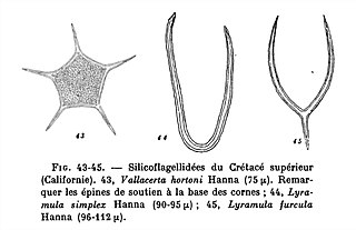 Fortune Salaire Mensuel de Lyramulaceae Combien gagne t il d argent ? 10 000,00 euros mensuels