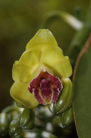 <i>Vanilla raabii</i> Species of orchid