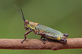 Gafanhoto variegado (Zonocerus variegatus), uma espécie de gafanhoto comum em algumas partes da África Ocidental e Central. (definição 4 002 × 2 667)