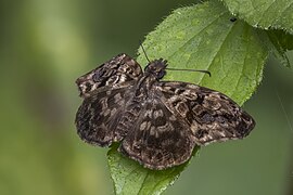 Gorgythion begga pyralina (Variegated skipper) dorsal