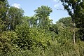 * Nomination Vegetation in the Parc du Héron, in Villeneuve d'Ascq, France --Velvet 06:53, 26 June 2023 (UTC) * Promotion  Support Good quality. --XRay 07:59, 26 June 2023 (UTC)