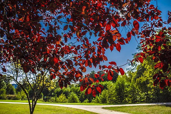 Herbst im Luitpoldpark in Bad Kissingen