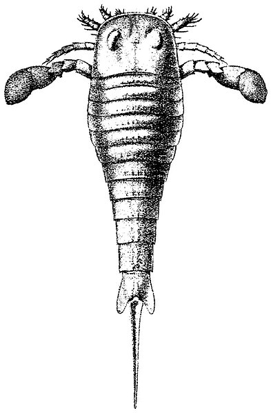 File:Versluys Abstammung und Differenzierung Gigantostraken Fig. 12.jpg