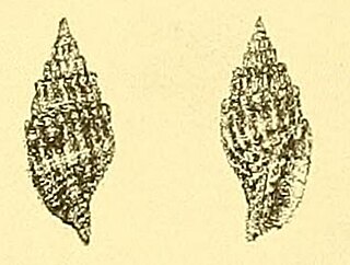 <i>Vexillum recurvirostris</i> Species of gastropod