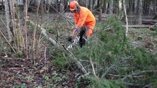 Datei:Video of tree felling, limbing, bucking, moving.webm