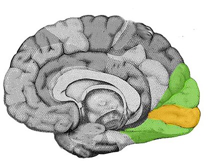 Две коры головного мозга. Зрительные доли коры головного мозга.