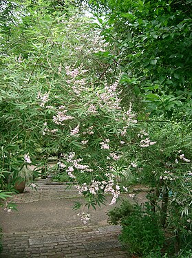 Vitex agnus-castus2.jpg